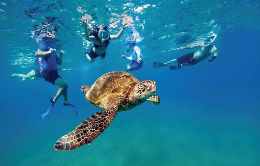 Ocean Reef Snorkeling and Paddleboarding - Snorkeling over reefs in 10 to 20 feet