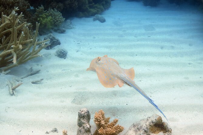 Ocean Spirit Sail to Michaelmas Cay Snorkel or Dive, from Cairns - The first look at the cay and reef