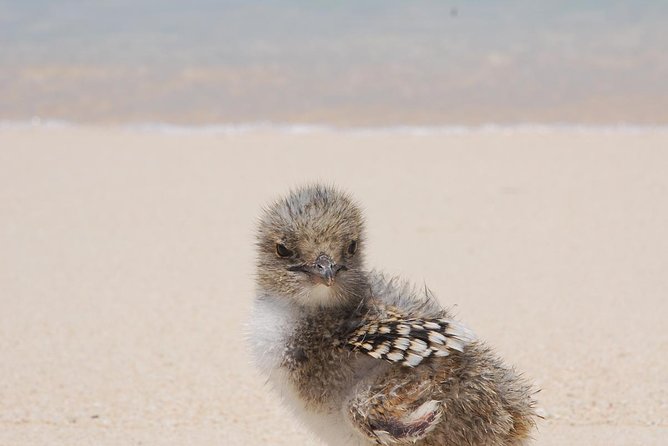 Ocean Spirit Sail to Michaelmas Cay Snorkel or Dive, from Cairns - Snorkeling from the sand