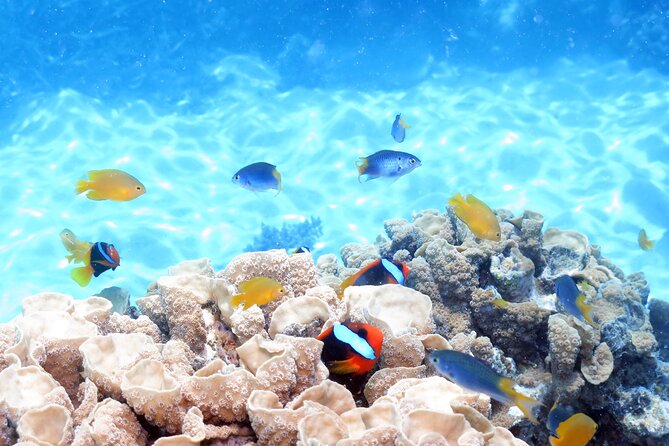 Ocean Spirit Sail to Michaelmas Cay Snorkel or Dive, from Cairns - Is $197.96 good value?