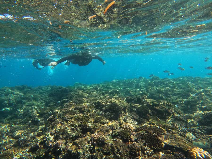 Okinawa: Blue Cave Private Snorkeling Tour with Guide - Why the Private Format Makes a Difference
