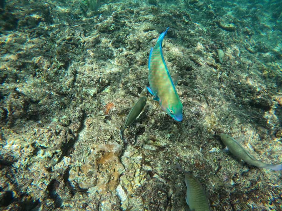 Okinawa: Blue Cave Private Snorkeling Tour with Guide - Is $83 a Fair Price?