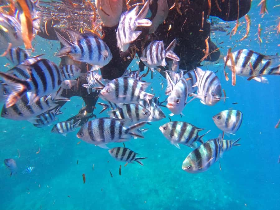 Okinawa: Blue Cave Private Snorkeling Tour with Guide - Weather, Seasons, and Safety