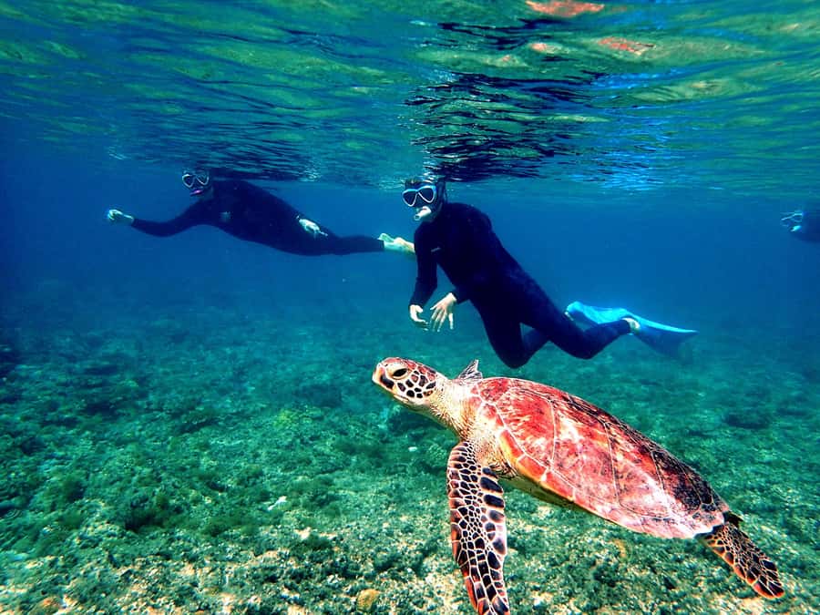 Okinawa: From Naha: Kerama Islands 1-day snorkeling tour - Why the guides matter in the water
