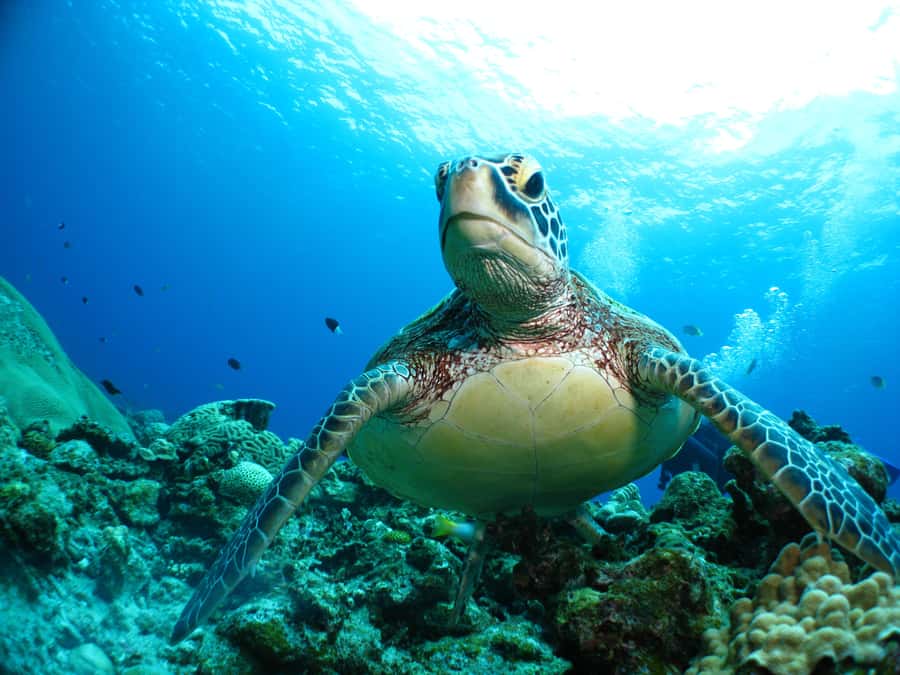Okinawa: From Naha: Kerama Islands 1-day snorkeling tour - Price, value, and the limits of the package