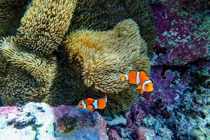 Okinawa Ishigaki Blue Cave Snorkeling Tour - Snorkeling over coral and fish