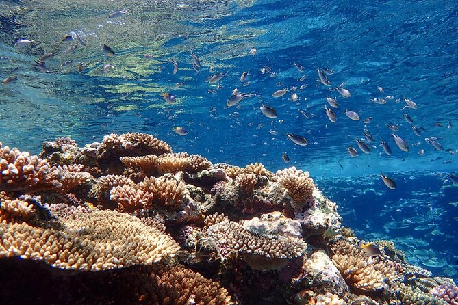 Okinawa Ishigaki Kabira Bay SUP or Canoe and Blue Cave Snorkeling - Guides, language, and group care