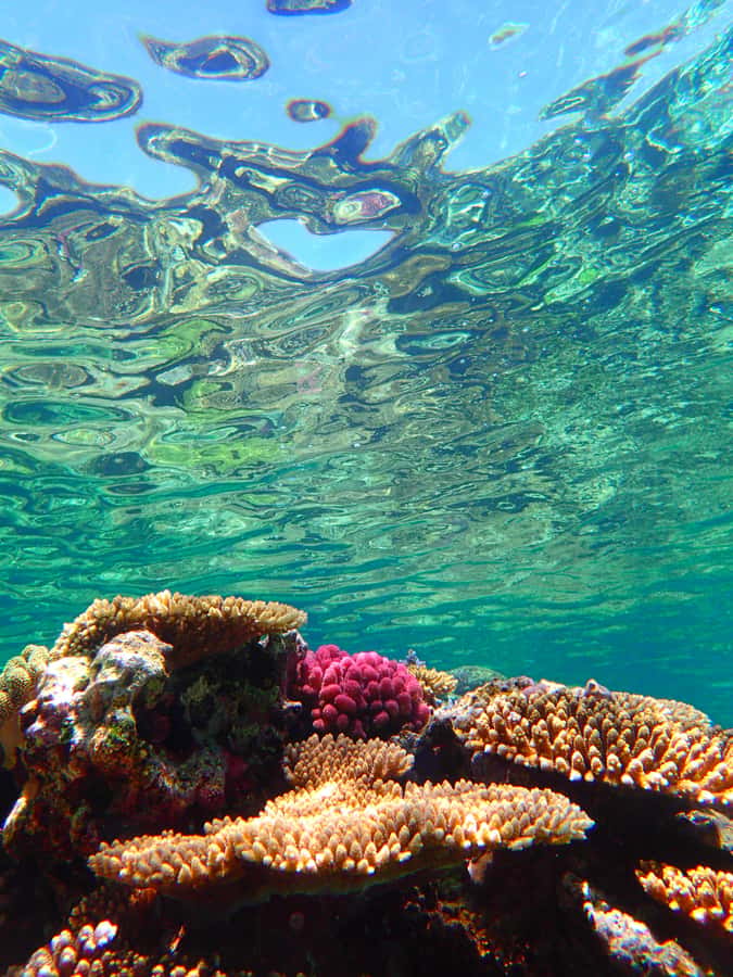 Okinawa : Kerama Whole Day Snorkeling Tour From Chatan/Naha - Is $94 a good value?
