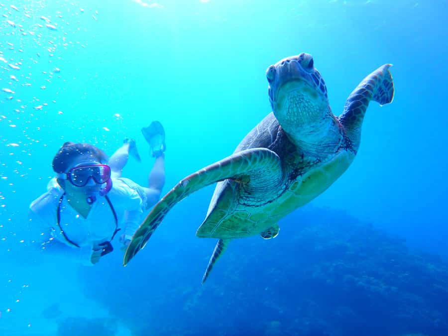 Okinawa : Kerama Whole Day Snorkeling Tour From Chatan/Naha - Choosing Chatan or Naha for departure