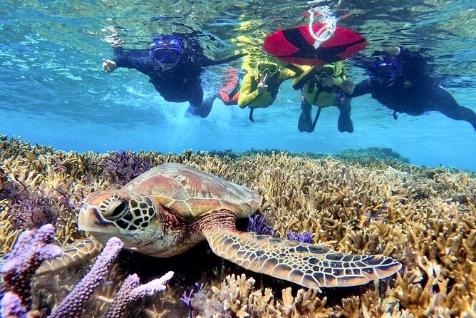 Okinawa Miyako Beach SUP or Canoe and sea turtle Snorkeling - Beginner-friendly, but not suitable for everyone
