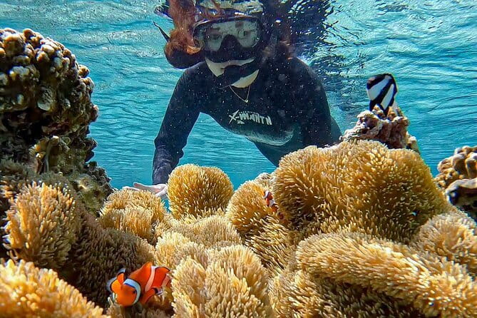 Okinawa Miyako Sea turtle Snorkeling Free Pick up and Drop off - How the tour suits families, beginners, and solo visitors