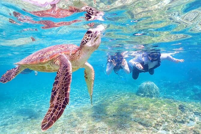 Okinawa Miyako Sea turtle Snorkeling Free Pick up and Drop off - Transport across four islands