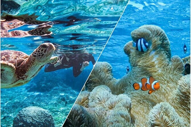 Okinawa Miyako Sea turtle Snorkeling Free Pick up and Drop off - Getting ready for the water