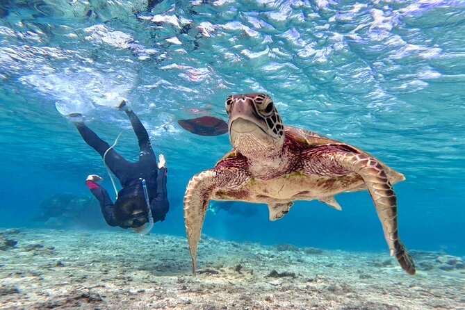 Okinawa Miyakojima 1 day Sea Turtle Snorkeling & Pumpkin Cave & Sea Kayak - The morning sea turtle snorkeling session
