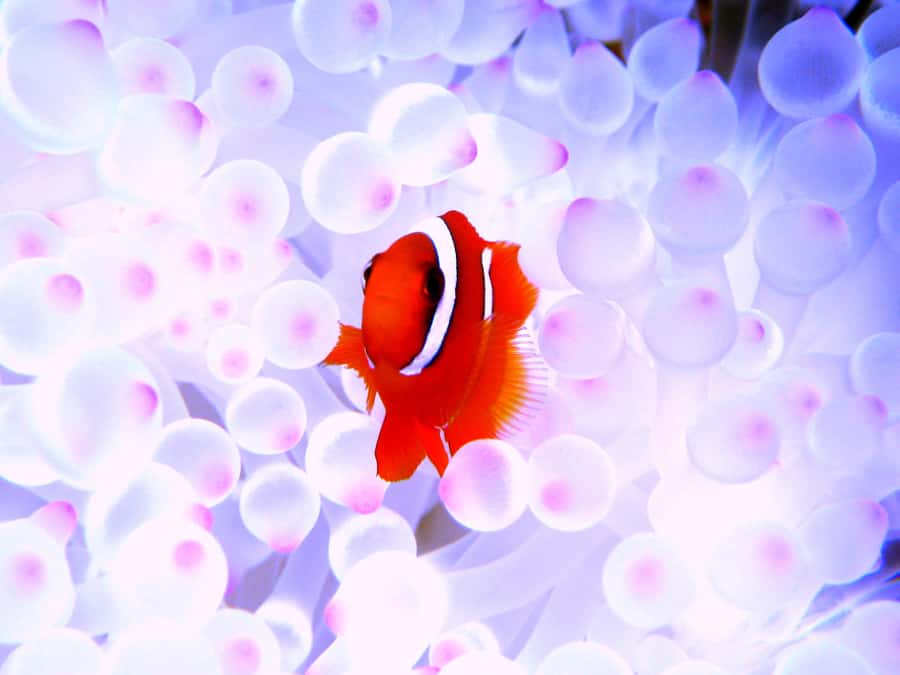 Okinawa:Naha:Kerama Island Experience 1Dive and Snorkeling - FAQ