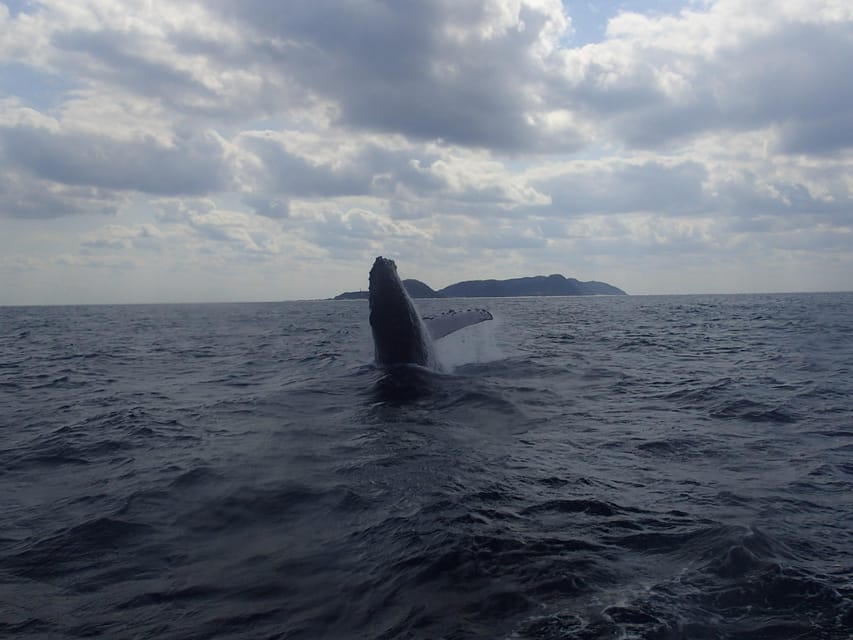 Okinawa:Naha:Kerama Island Experience 1Dive and Snorkeling - The guides are the real safety feature