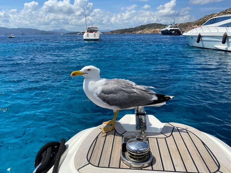 Olbia: Boat tour to watch Dolphins and snorkeling - Setting off from Molo Brin in Olbia