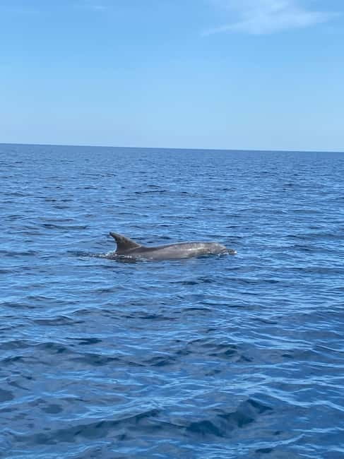 Olbia: Boat tour to watch Dolphins and snorkeling - Passing Capo Figari and the island of Figarolo
