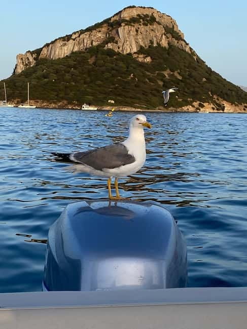 Olbia: Boat tour to watch Dolphins and snorkeling - What makes the boat and group size important