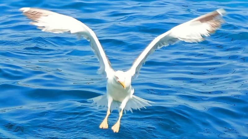 Olbia: Boat tour to watch Dolphins and snorkeling - Looking for bottlenose dolphins near Olbia