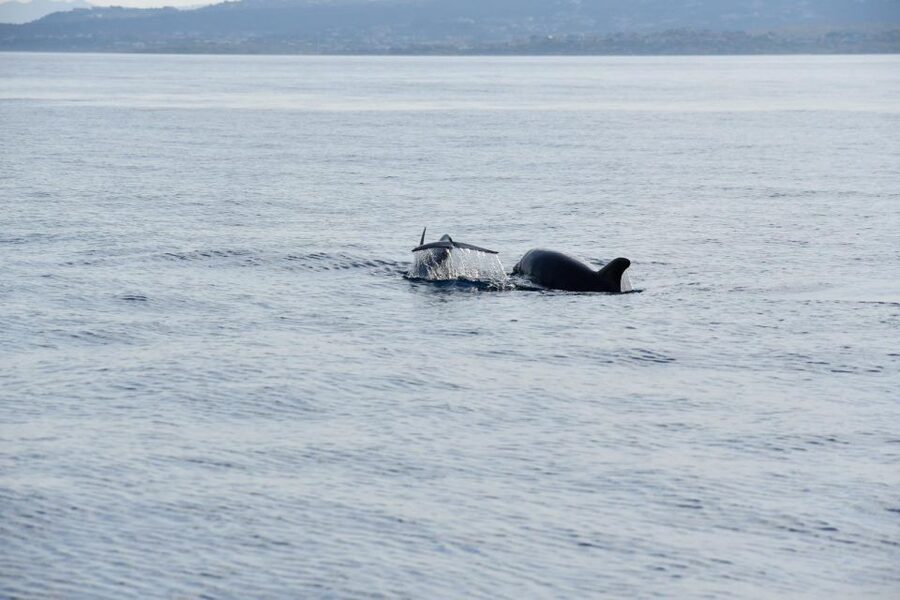 Olbia: Dolphin Watching and Snorkeling Boat Tour - A morning that starts in central Olbia