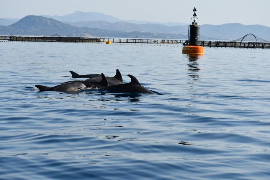 Olbia: Dolphin Watching and Snorkeling Boat Tour - Watching dolphins where they feed