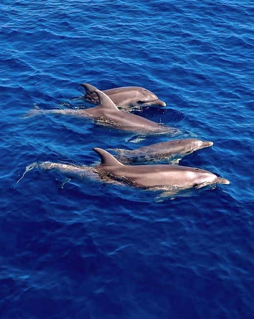 Olbia: Dolphin Watching & Snorkeling Boat Tour near Figarolo - The essential details at a glance