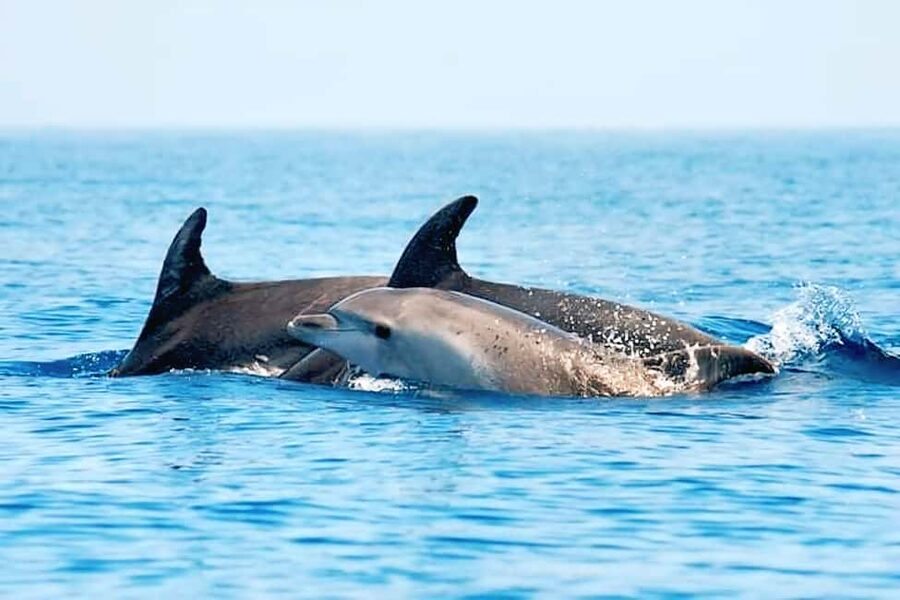 Olbia: Dolphin Watching & Snorkeling Boat Tour near Figarolo - Should you book it?