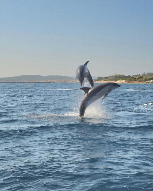 Olbia: Dolphin Watching & Snorkeling Boat Tour near Figarolo - Starting at Moys Marina in Olbia