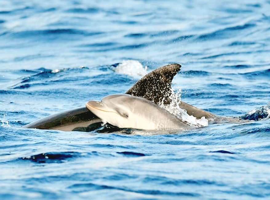 Olbia: Dolphin Watching & Snorkeling Boat Tour near Figarolo - Capo Figari and the search for dolphins