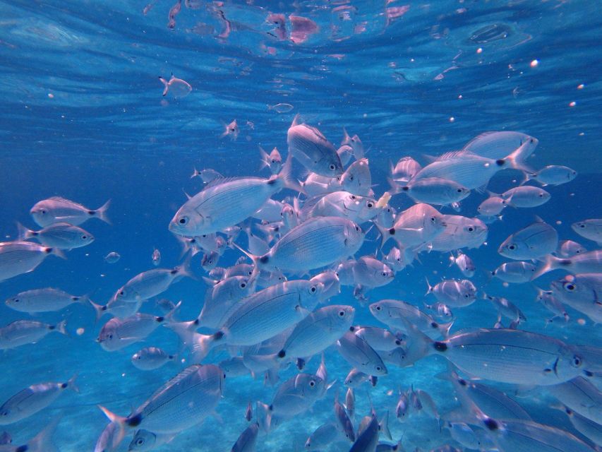 Olbia: Dolphin Watching & Snorkeling Boat Tour near Figarolo - Is $77 a fair price?