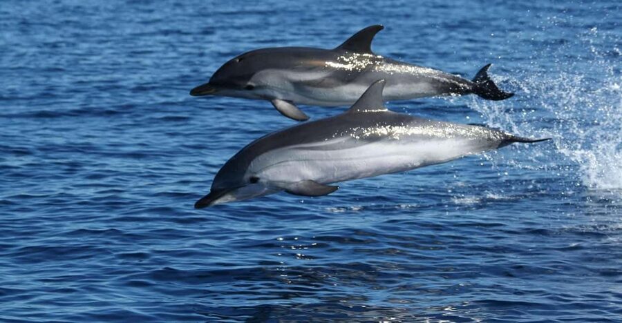 Olbia: Dolphin Watching & Snorkeling Boat Tour near Figarolo - Who should book this Olbia boat trip?