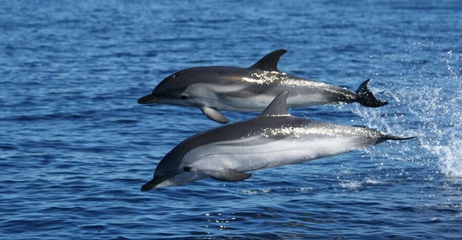Olbia: Dolphin Watching & Snorkeling Boat Tour near Figarolo - Figarolo Island: the first hour in the water