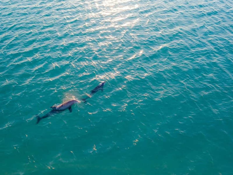 Olbia: Dolphin Watching & Snorkeling Boat Trip - The trip at a glance
