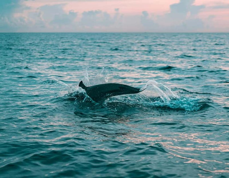 Olbia: Dolphin Watching & Snorkeling Boat Trip - Why this short Olbia boat trip works so well