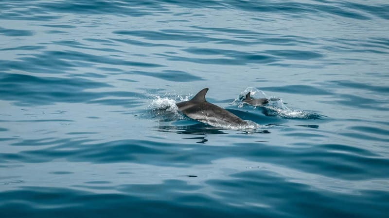 Olbia: Dolphin Watching & Snorkeling Boat Trip - Speeding toward Capo Figari and Figarolo Island