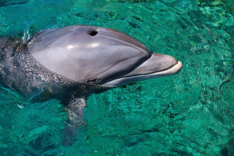 Olbia: Dolphin Watching & Snorkeling Boat Trip - The aperitif and the ride back to Olbia