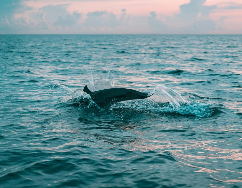 Olbia: Dolphin Watching & Snorkeling Boat Trip - Small practical details that make a difference