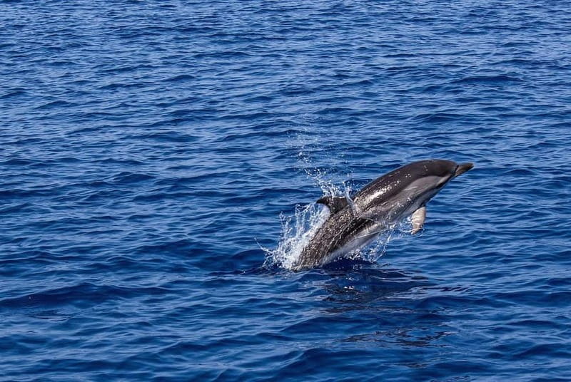 Olbia: Dolphin Watching & Snorkeling Boat Trip - Finding the black gate beside Olbia’s port