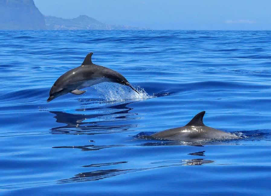 Olbia: Dolphin Watching & Swim and snorkel in Capo Figari - Watching wild dolphins near Figarolo Island