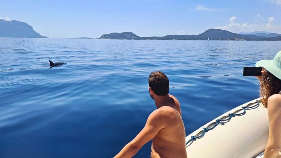 Olbia: Dolphin Watching Tour with Figarolo Island Snorkeling - Key points before you book