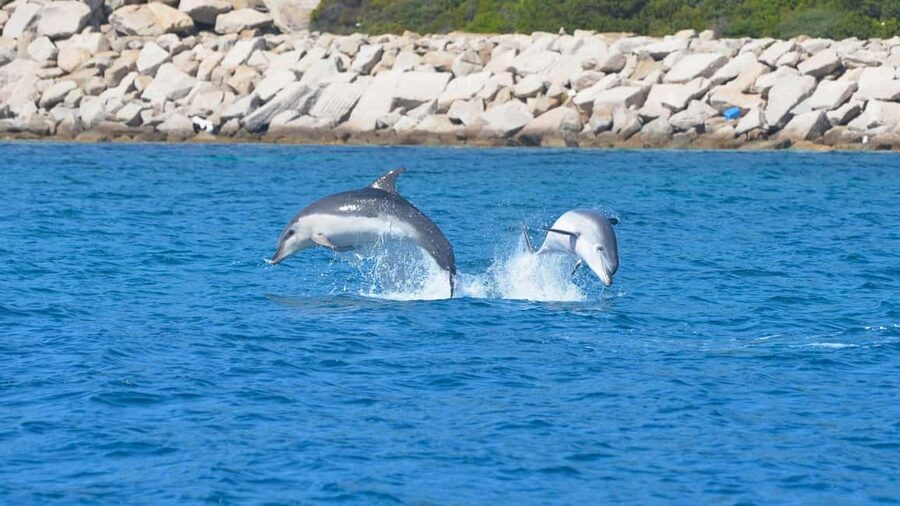 Olbia: Dolphin Watching Tour with Figarolo Island Snorkeling - Practical tips for a better morning