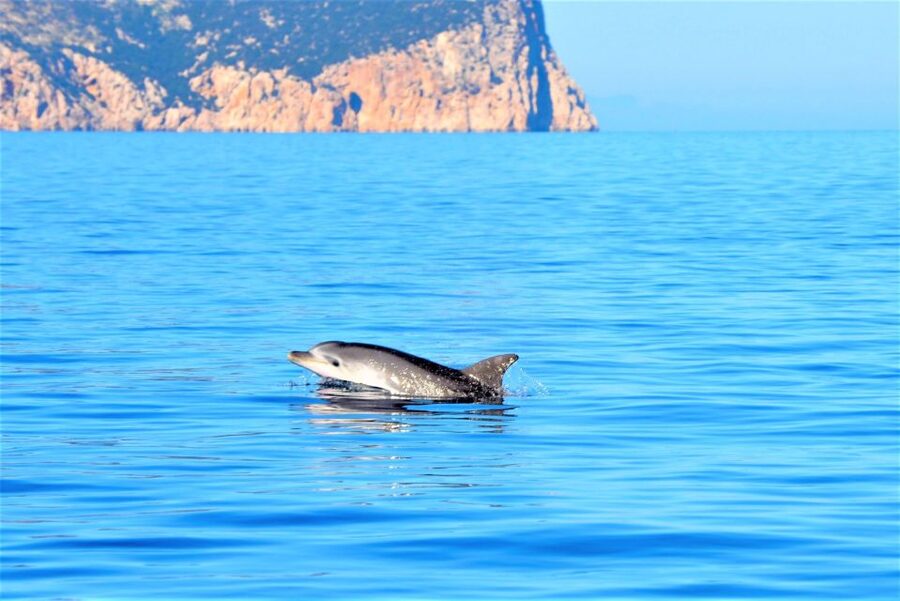 Olbia: Dolphin Watching Tour with Figarolo Island Snorkeling - Leaving Marina di Olbia at 9:30