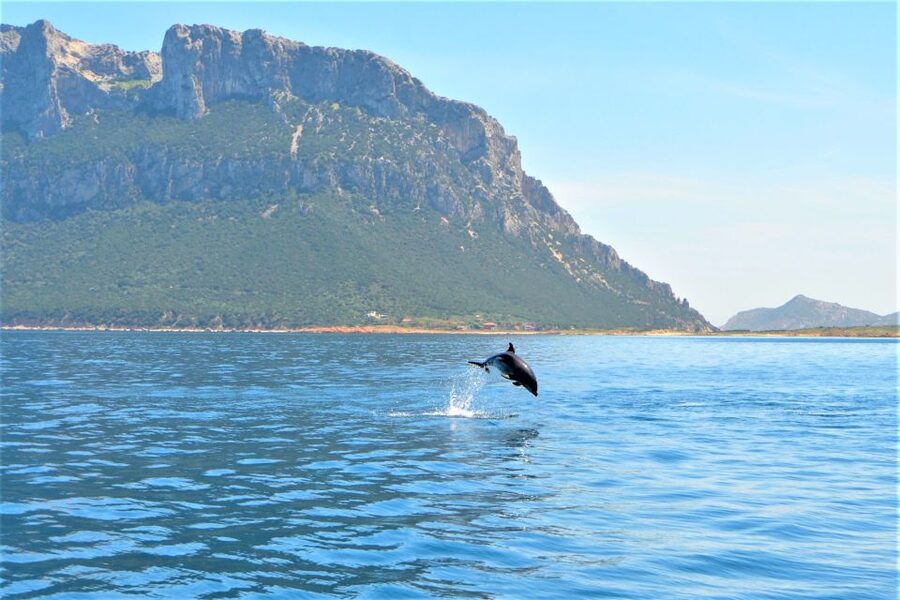 Olbia: Dolphin Watching Tour with Figarolo Island Snorkeling - What the marine biologist adds
