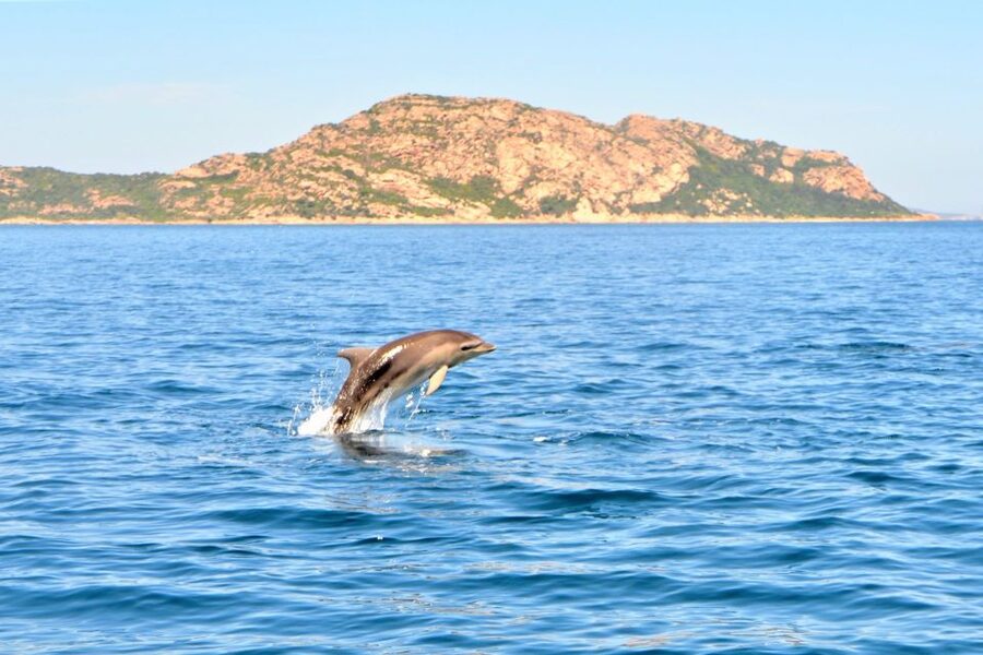 Olbia: Dolphin Watching Tour with Figarolo Island Snorkeling - The boat, shade, and onboard safety