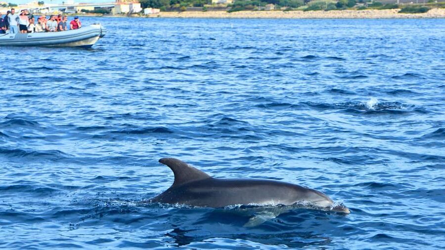 Olbia: Dolphin Watching Tour with Figarolo Island Snorkeling - What the $74.20 price includes