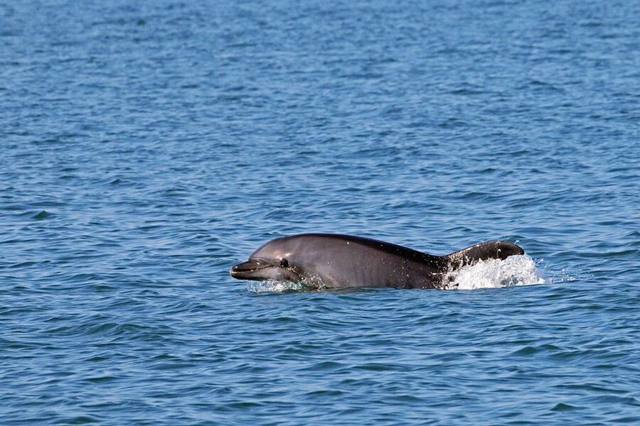 Olbia: Dolphin Watching Tour with Figarolo Island Snorkeling - Who will enjoy this excursion most