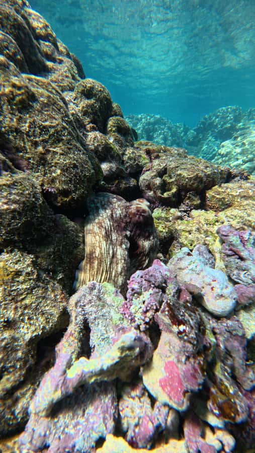 Oman: Daymaniyat Islands Visit and Snorkeling - The return ride can be lively