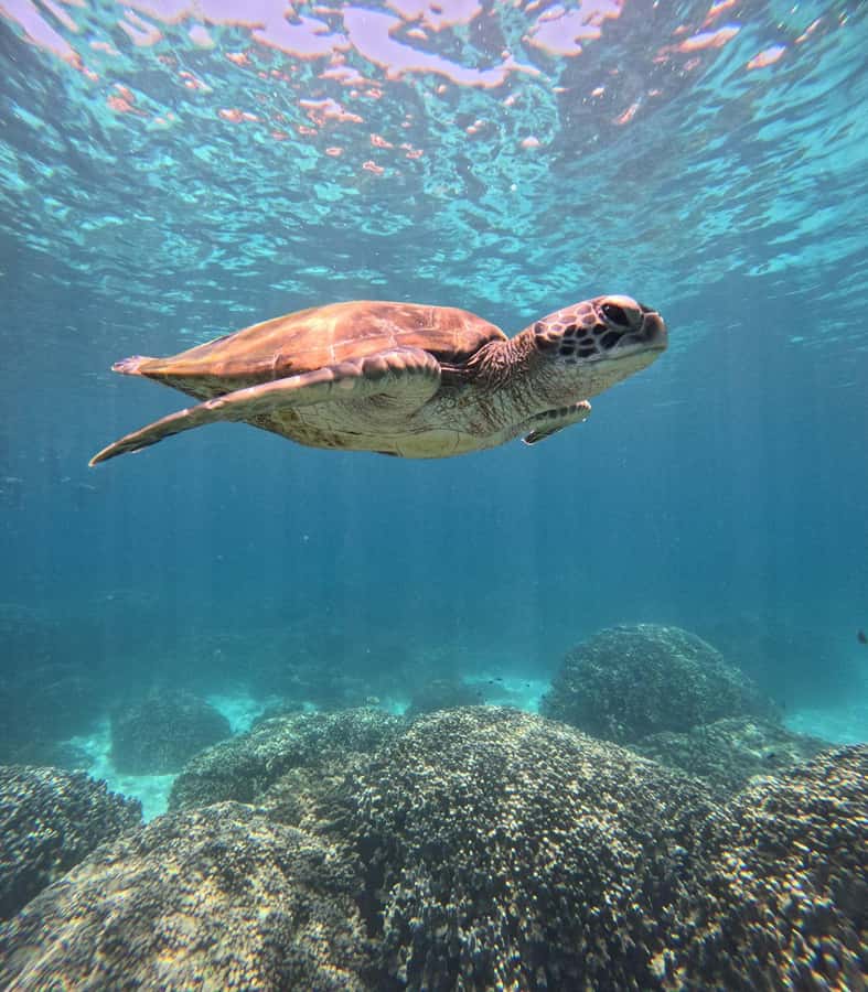 Oman: Snorkeling Trip at Daymaniyat Islands - Reaching the Daymaniyat Islands from Oman’s coast