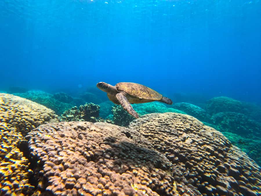 Oman: Snorkeling Trip at Daymaniyat Islands - Snorkeling with turtles, fish, and coral